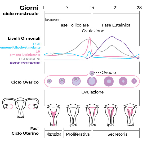 tutte le fasi del ciclo mestruale