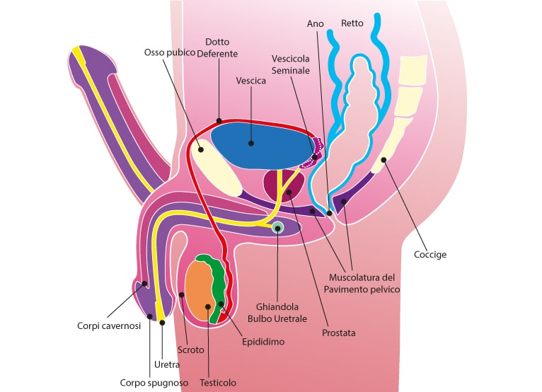 massaggiare i testicoli e il pene