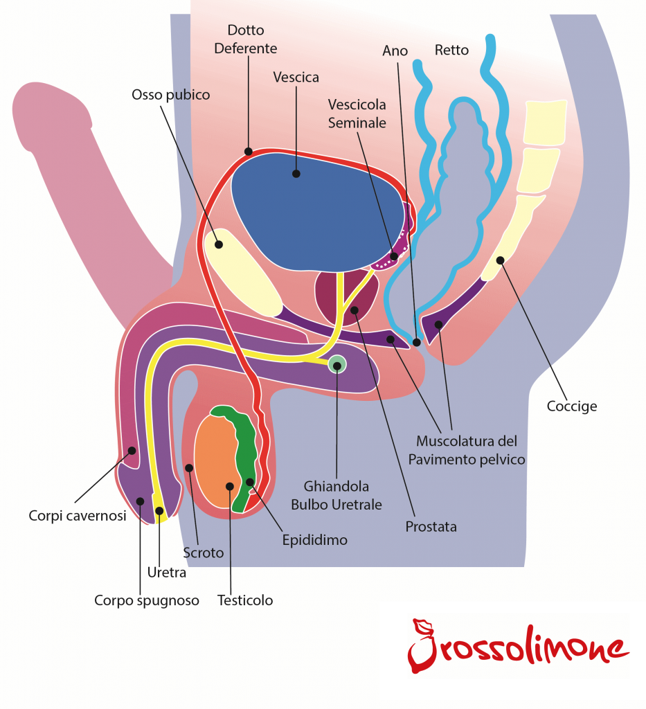 allenamento muscolare del pene