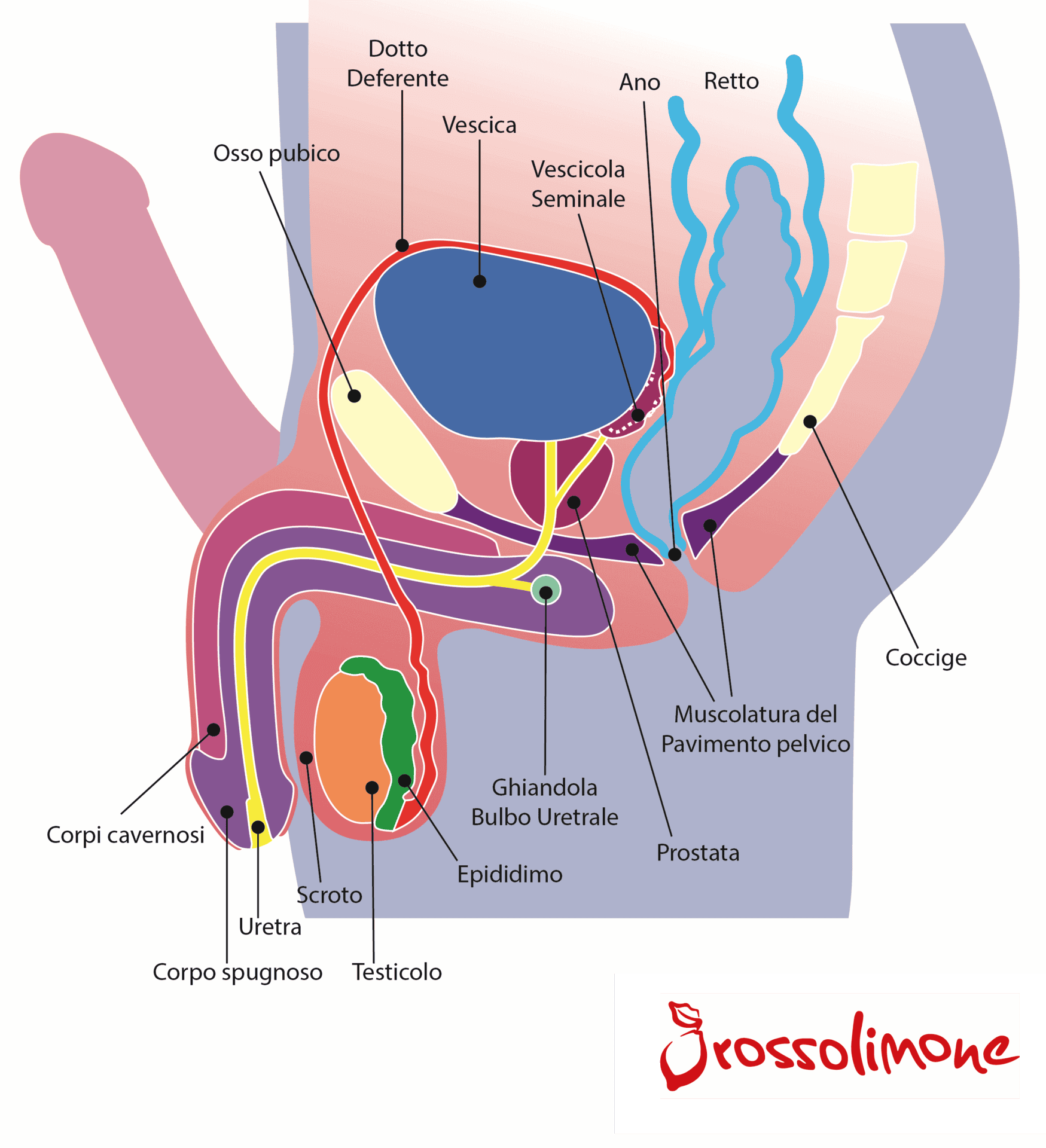 immagine anatomica perineo maschile
