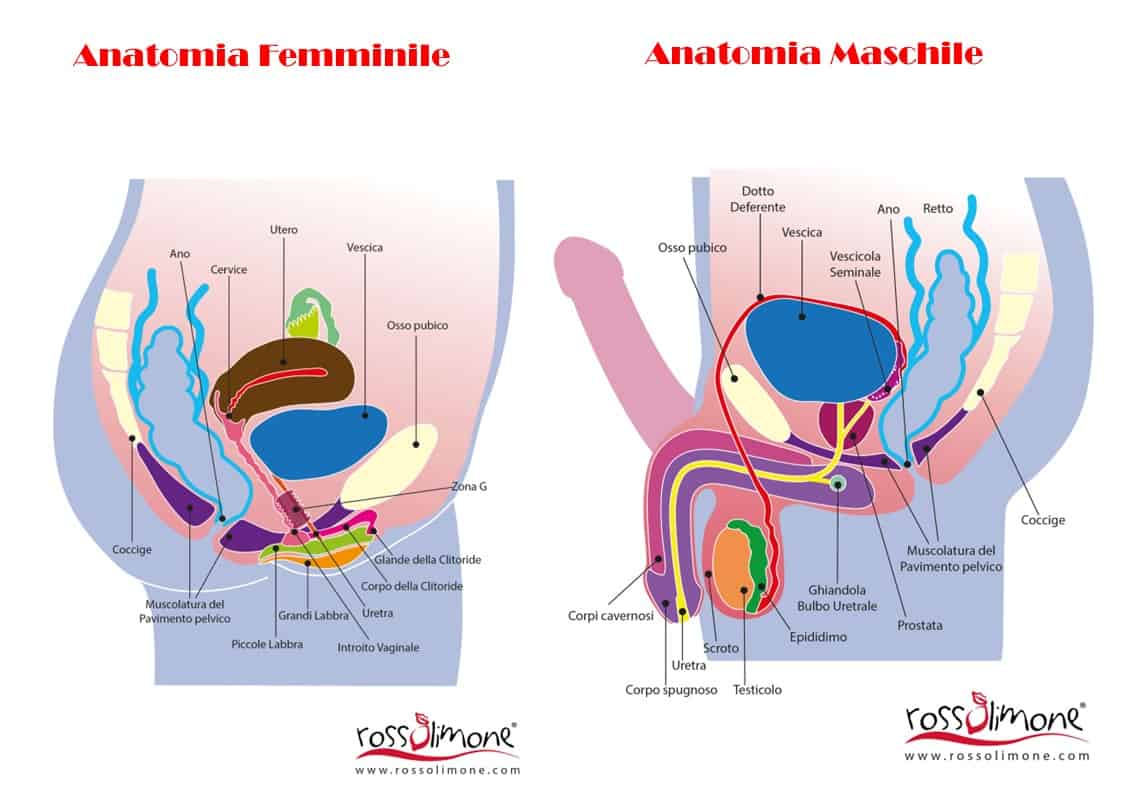 esercizi kegel anatomia maschile femminile perineo rossolimone