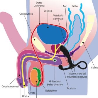 PuntoP massaggiatore prostata e perineo maschile - anatomia - come si usa